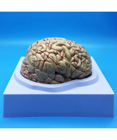 Learning Resources Human Brain Anatomical Model Anatomically Accurate Brain Model Life Size Human Brain Anatomy for Science C...