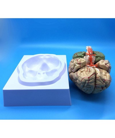 Learning Resources Human Brain Anatomical Model Anatomically Accurate Brain Model Life Size Human Brain Anatomy for Science C...