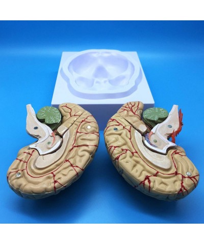 Learning Resources Human Brain Anatomical Model Anatomically Accurate Brain Model Life Size Human Brain Anatomy for Science C...