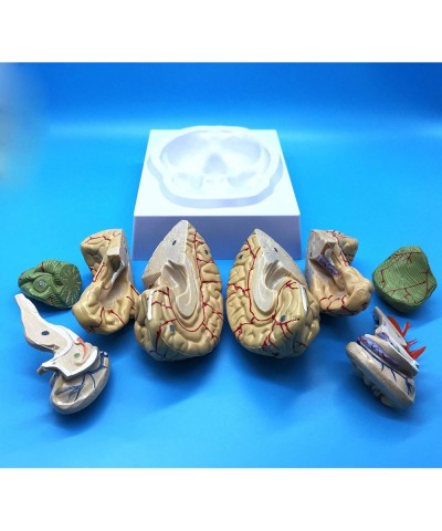 Learning Resources Human Brain Anatomical Model Anatomically Accurate Brain Model Life Size Human Brain Anatomy for Science C...