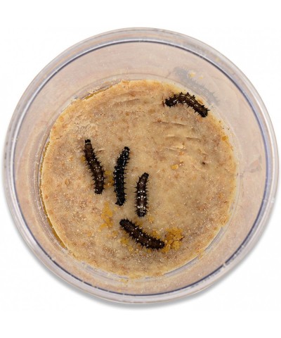 Store 10 Live Caterpillars Shipped Now- Butterfly Kit Refill ONLY $43.11 Educational Science Kits