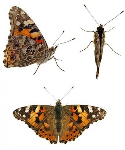 Store 10 Live Caterpillars Shipped Now- Butterfly Kit Refill ONLY $43.11 Educational Science Kits