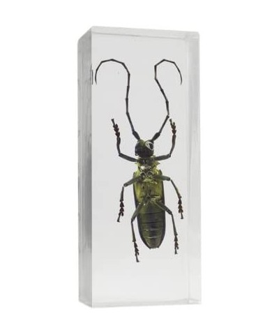 Deep Mountain Longhorn Beetle $20.18 Children's Optics